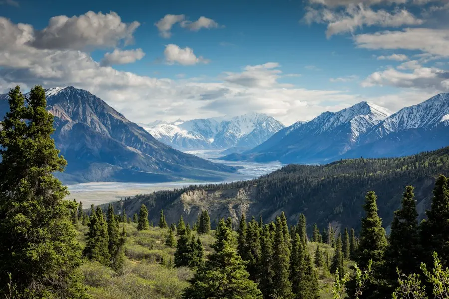 Snow-capped mountain peaks above a pine forest under a blue sky